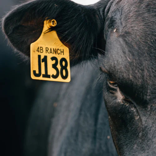 The Story Behind the Cow-Tag Necklace